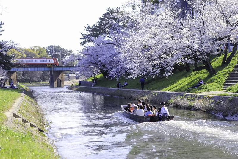 桜まつりの写真