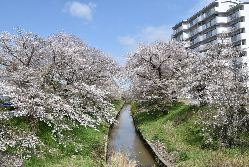 伊賀川の桜の写真