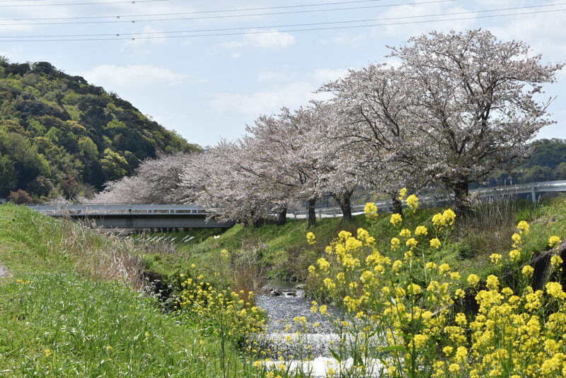 竜泉寺川の桜の写真