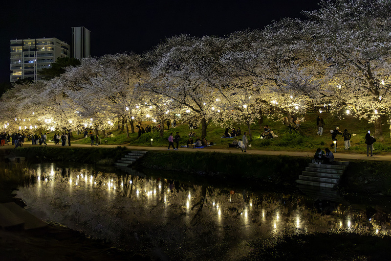 桜まつりの写真