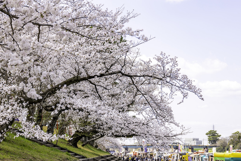 桜まつりの写真
