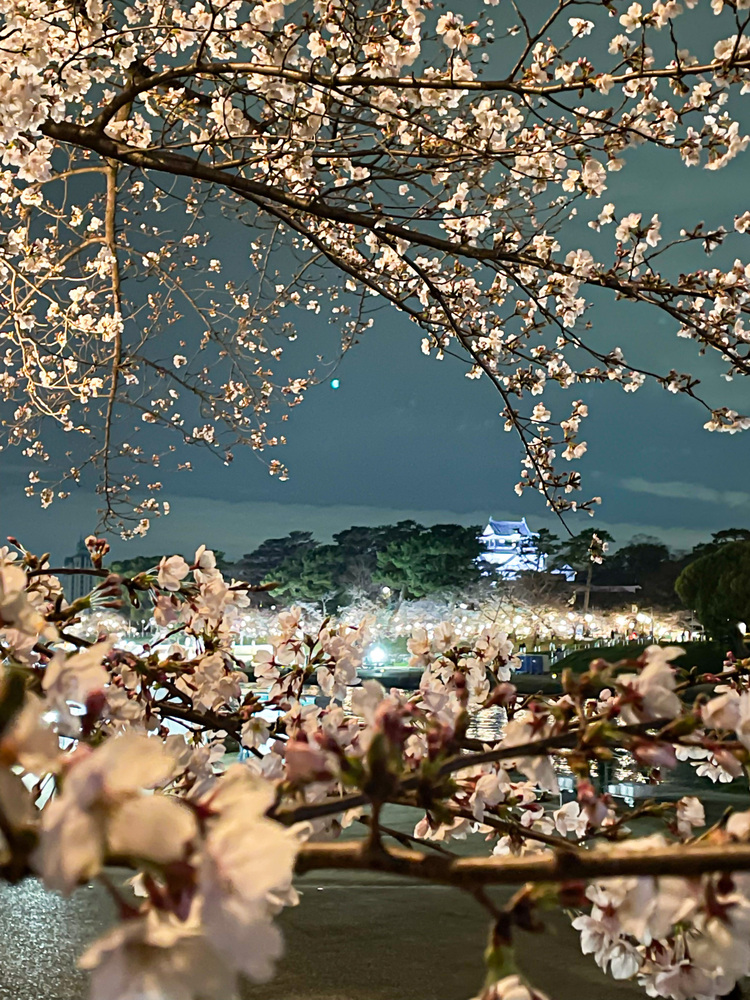 桜まつりの写真