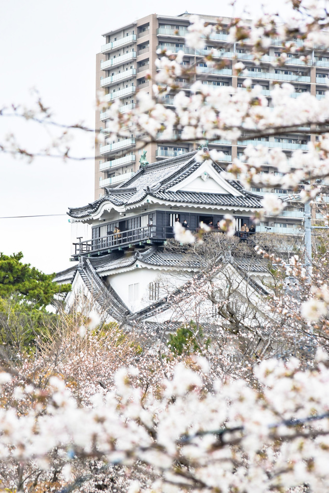 桜まつりの写真