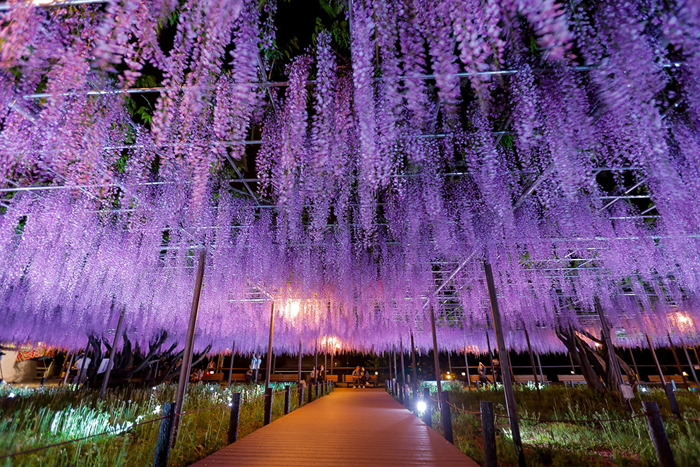 藤まつりの写真
