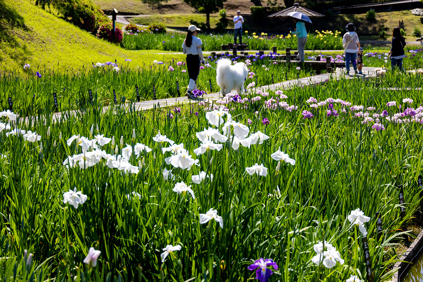 菖蒲まつりの写真