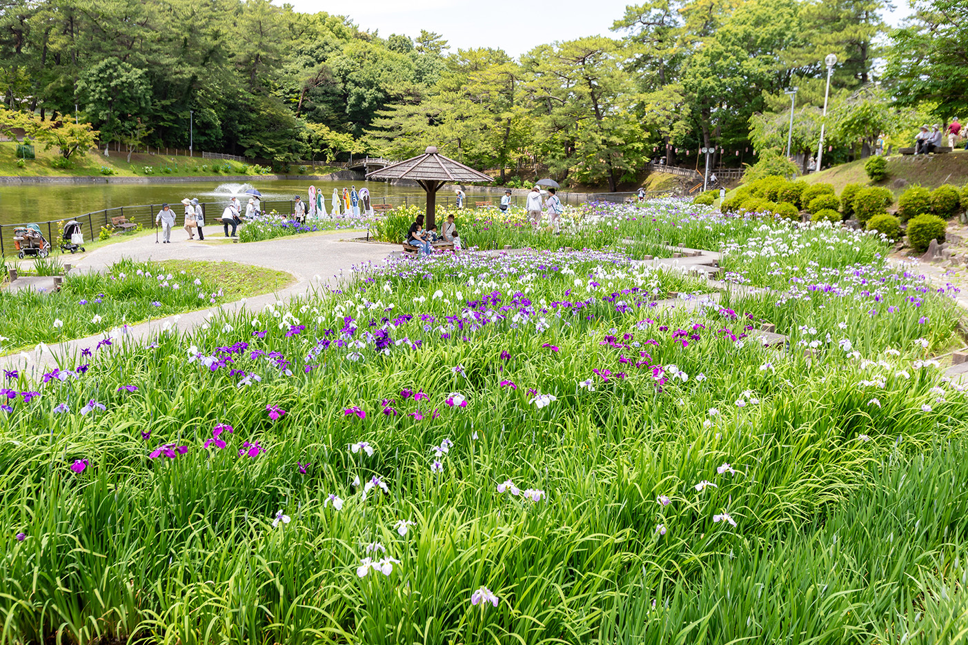 菖蒲まつりの写真