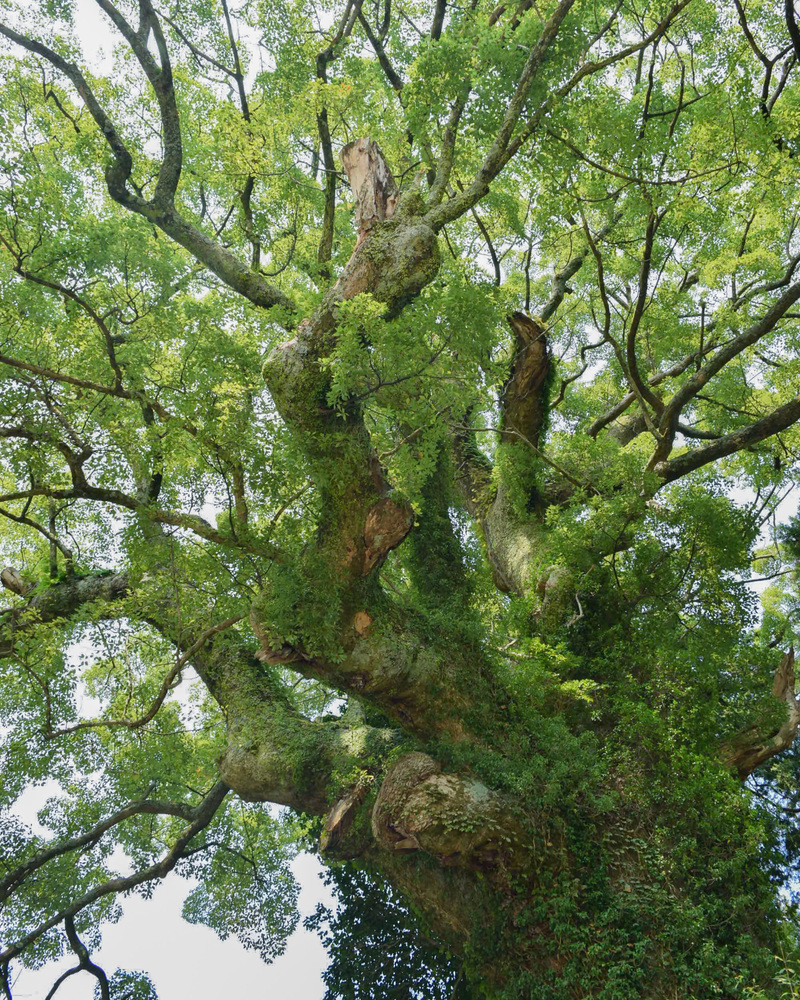寺野の大楠の写真