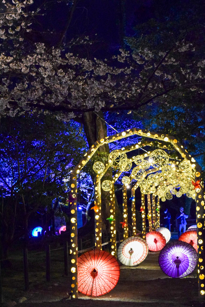 桜まつり夜桜ライトアップの写真