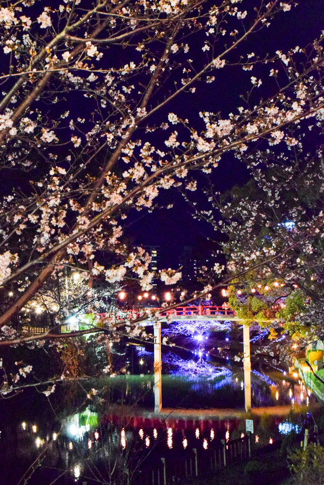 岡崎城公園夜桜の写真