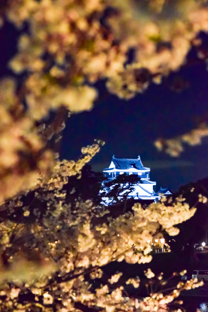 夜桜と岡崎城の写真