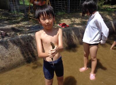 児童が水路で鮎を捕まえている様子