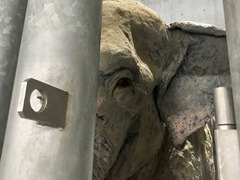 ゾウ舎内の枠から見たふじ子像の顔