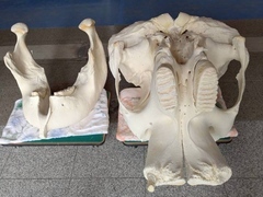 頭部の骨の写真