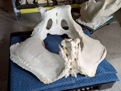 腰部の骨の写真