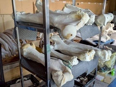 脚部の骨の写真