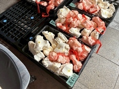 番号管理された骨の写真