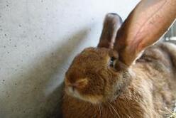 写真：フレミッシュジャイアント