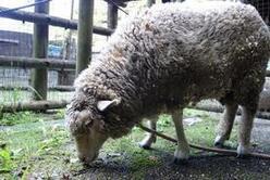 写真：ヒツジ