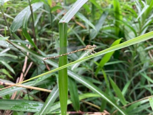 グンバイトンボ（メス）の写真