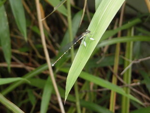 グンバイトンボ（オス）の写真