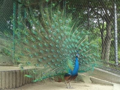 羽根を広げるクジャクのオスの画像