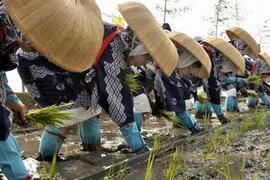 お田植えまつり1