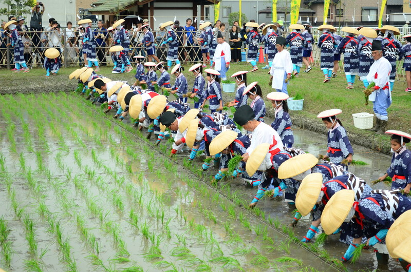 お田植えまつり1