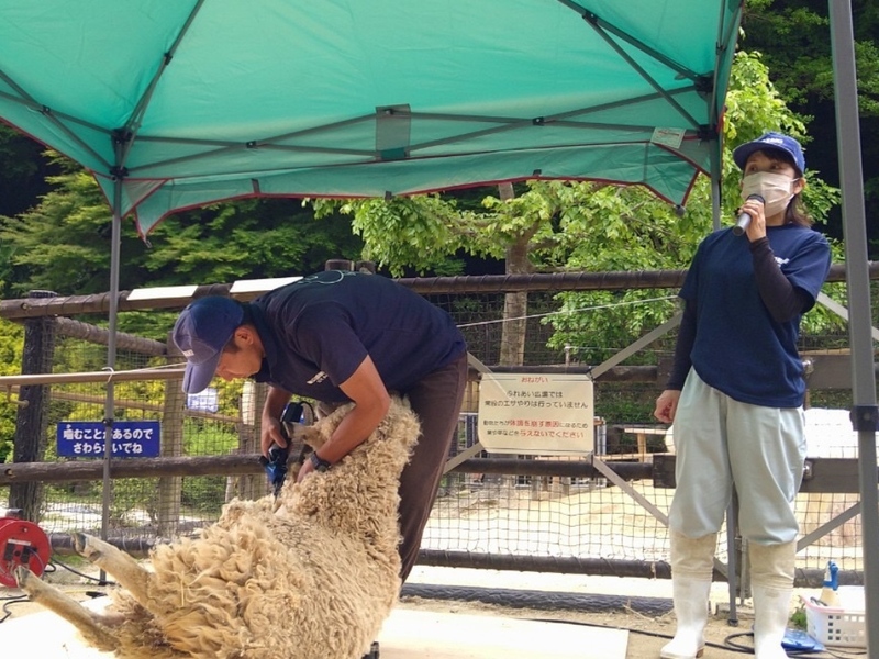 毛刈りイベントの様子