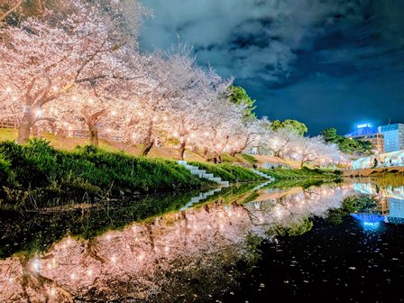 入賞【夜桜賞】作品