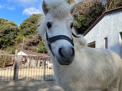 ポニーのムーミンの写真