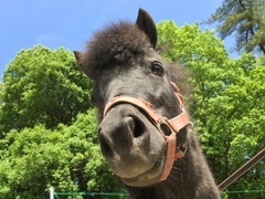 ポニーのクロの写真