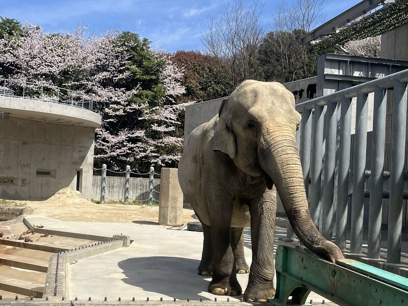 桜とふじ子とコンベアの画像