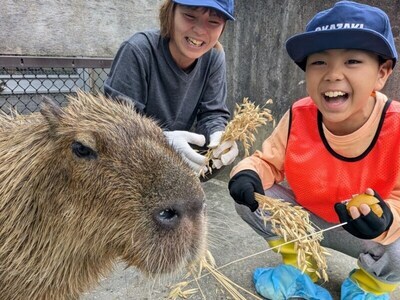 カピバラの作業の様子
