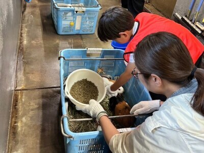 モルモットの作業の様子