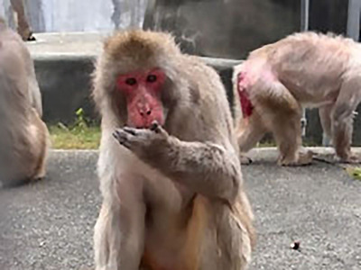 ニホンザルの画像