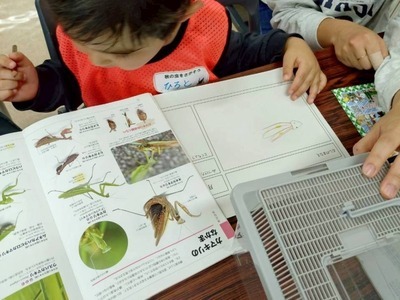 秋の虫を探そうの様子4