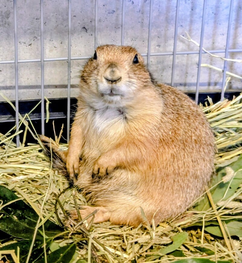 ソルト