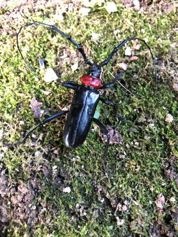 クビアカツヤカミキリの写真