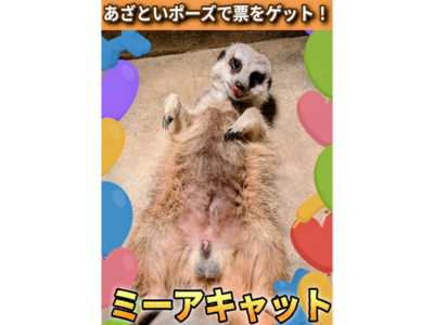 ミーアキャットのポスター画像