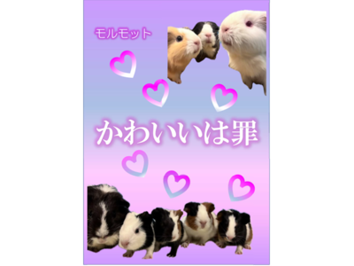 モルモットのポスター画像