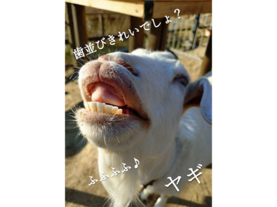 ヤギのポスター画像