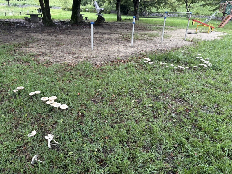 公園内に生えていたキノコの写真