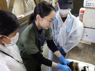 獣医師体験の様子6