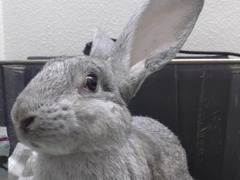 わさびの写真1