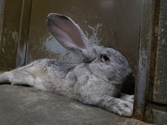 わさびの写真3