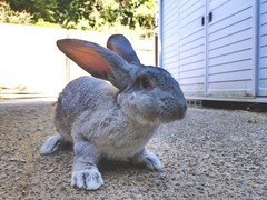 わさびの写真2