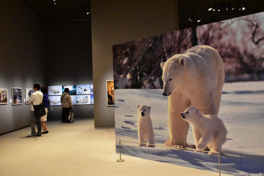 岩合光昭写真展